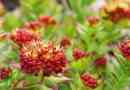 Rhodiola pink (golden root)